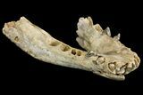 Fossil Juvenile Etruscan Wolf (Canis) Partial Mandible - Belgium #155000-1